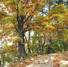 紅葉の酒蓋公園