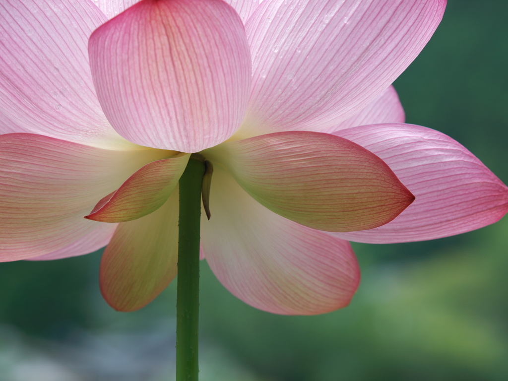 HASU FLOWER 2013