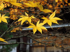２０１２京都、秋②