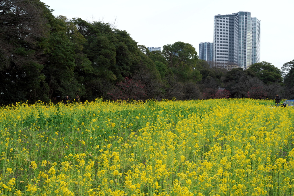 江戸庭園寸景　IV