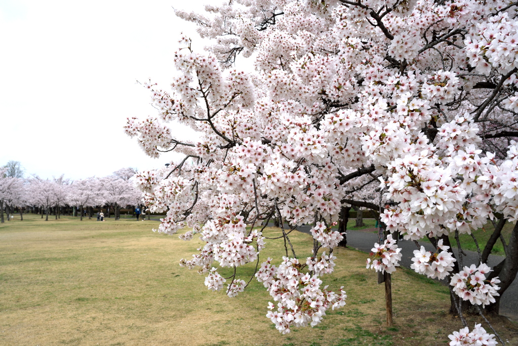 公園のさくら2021　②