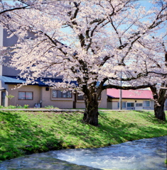 福島　観音寺川の桜　⑤