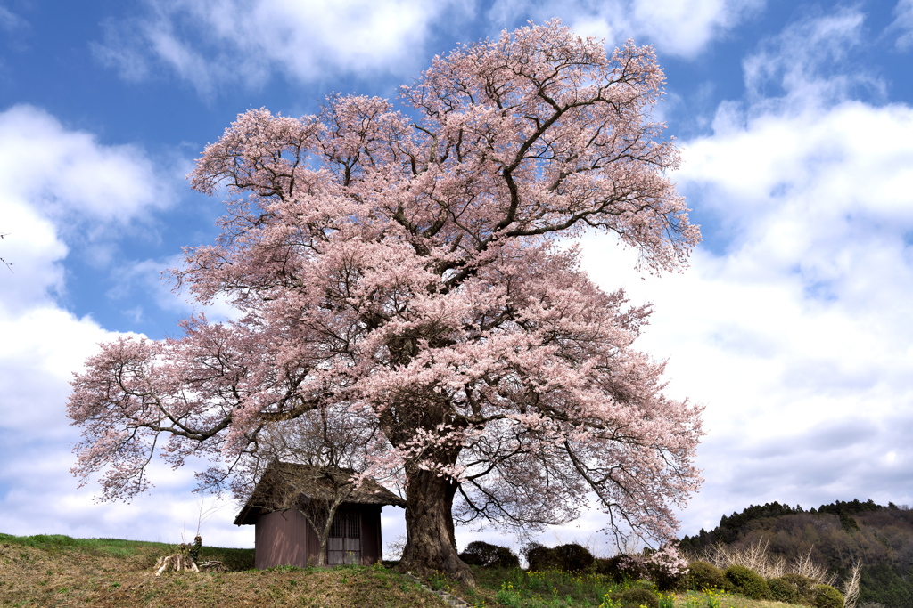 七草木の天神桜