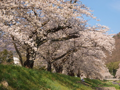 観音寺川の桜