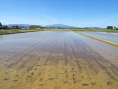 早苗田より安達太良山を望む