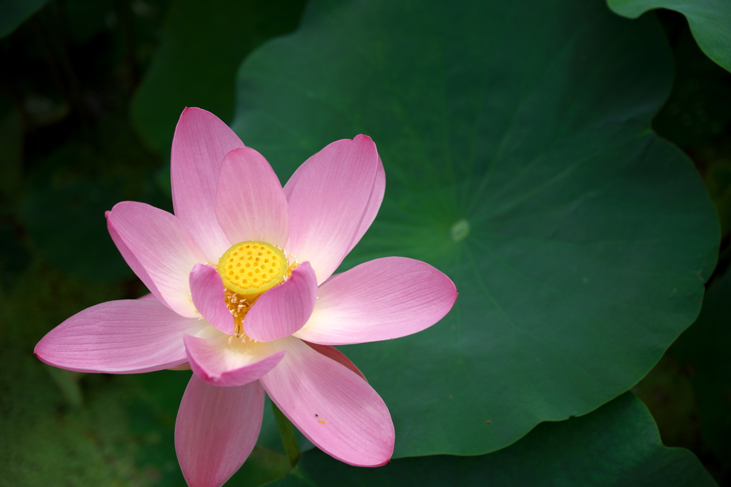 Lotus 2020 IX