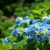 blue