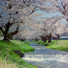 福島　観音寺川の桜　③