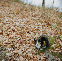 ねこに落ち葉