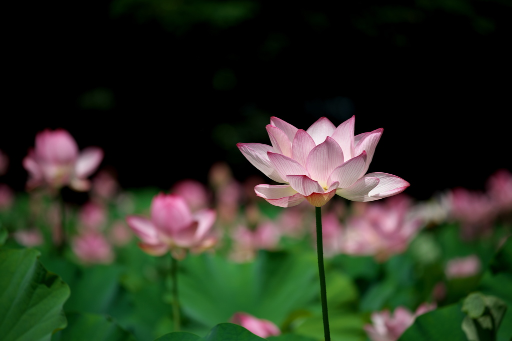 Lotus 2020 その14