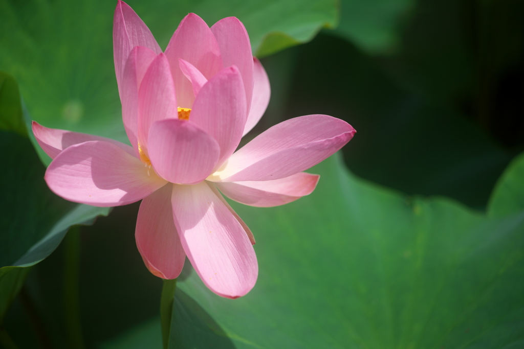Lotus 2020 その19