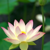Lotus 2020 番外