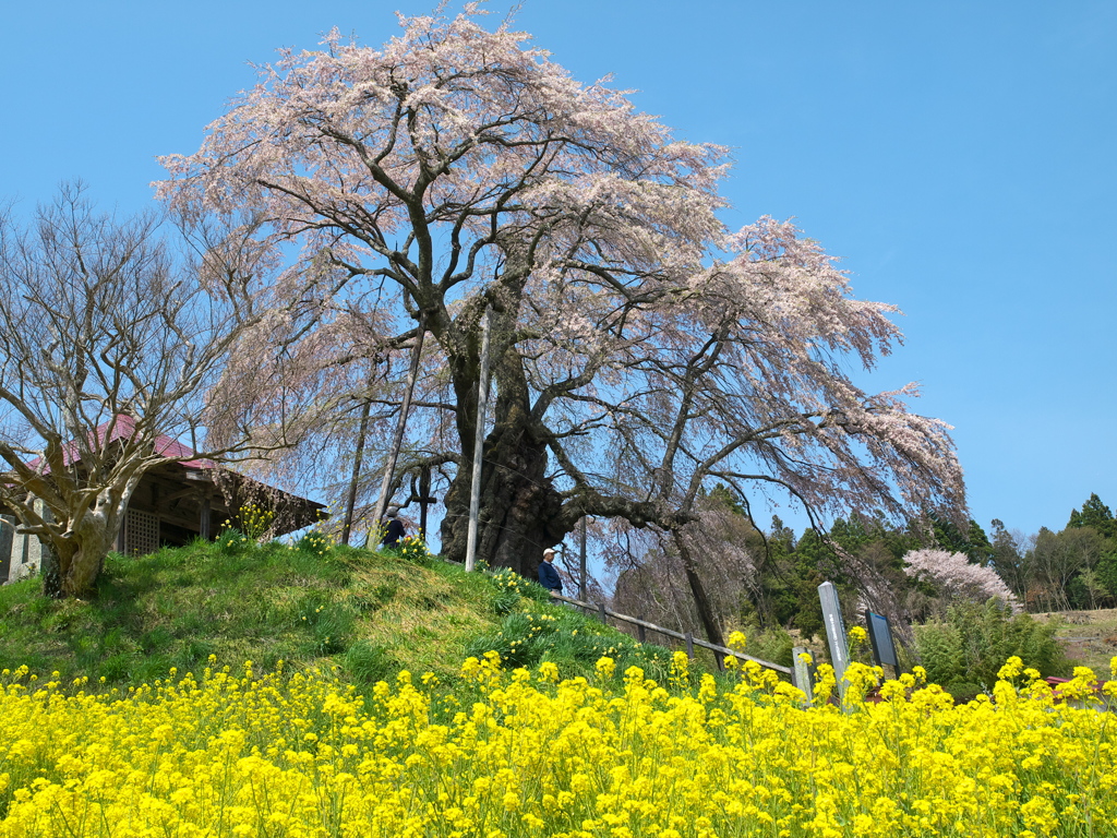 上石の不動桜