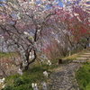 福島春景２０１３　その１