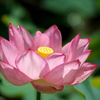 Lotus 2020 V