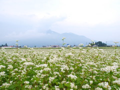 磐梯山とソバの花