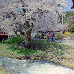 福島　観音寺川の桜　②