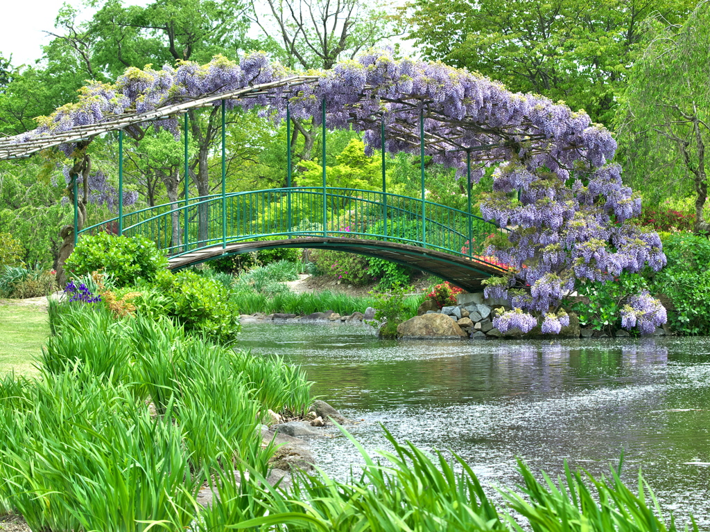 藤棚のある橋　その２　２０１６