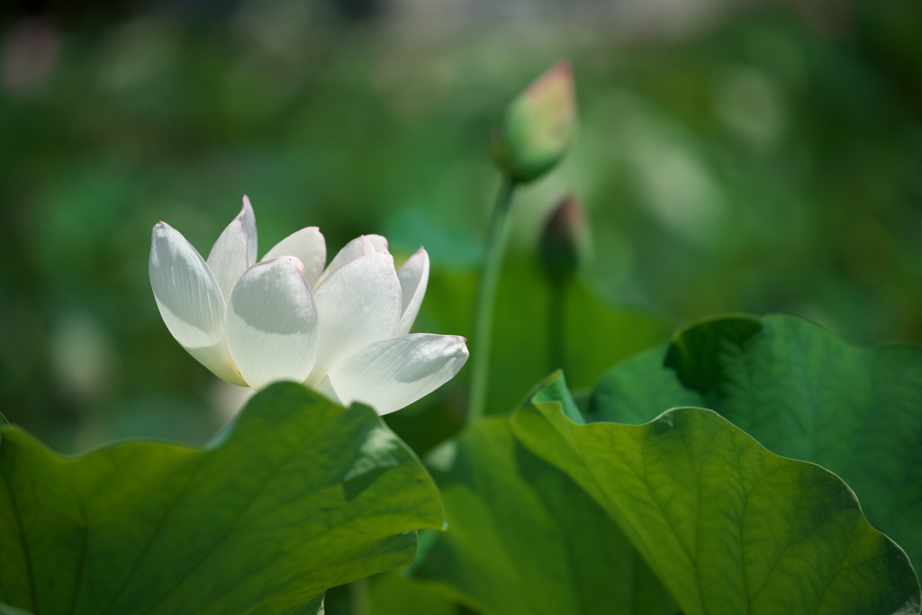 Lotus 2020 その20