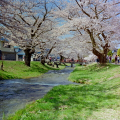 福島　観音寺川の桜　①
