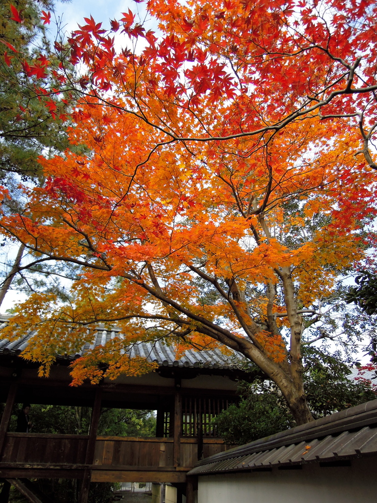 ２０１２京都、秋③