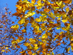 秋の四色　黄
