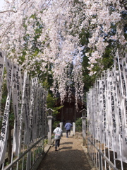 はるがきた