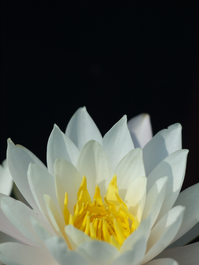 WHITE SUIREN 2013
