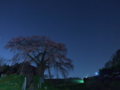 不動桜夜景