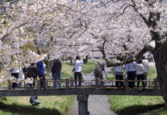 あいづの春２０１３　その３　撮影日和