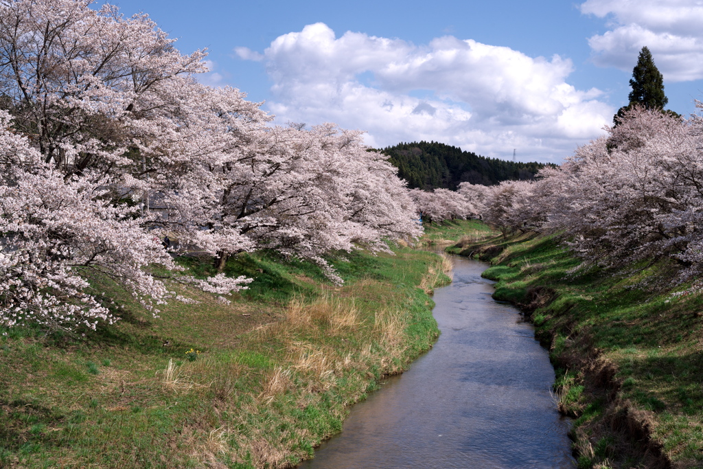 小町さくら回廊　①