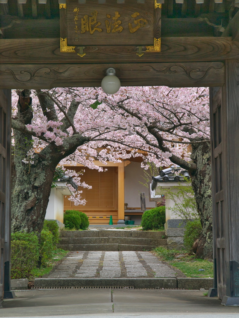 桜