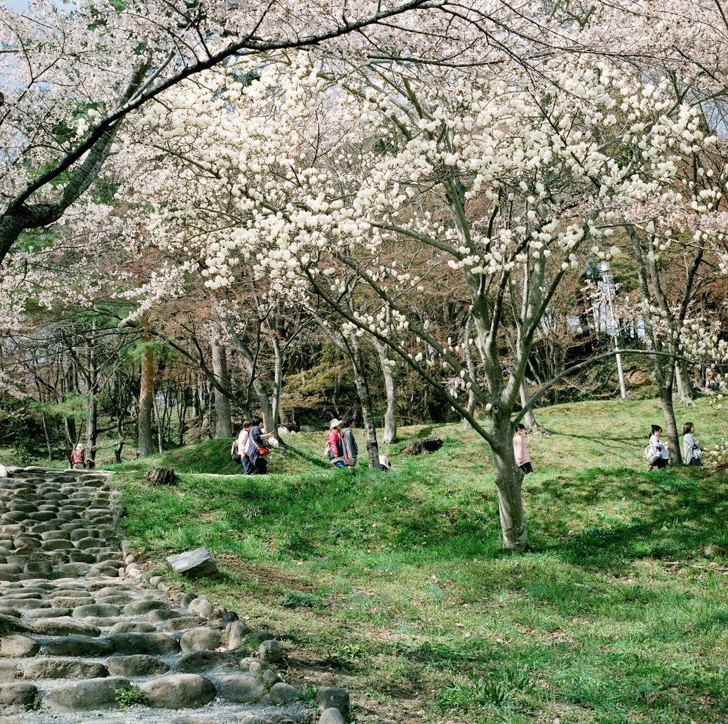 霞ヶ城　春景　③