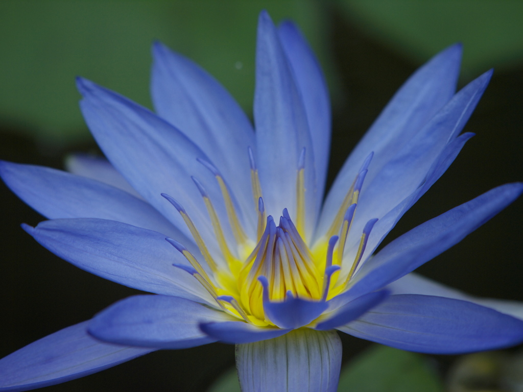 BLUE SUIREN 2013
