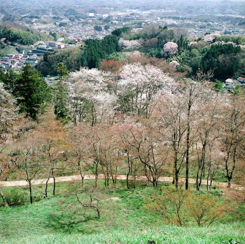 霞ヶ城　春景　①