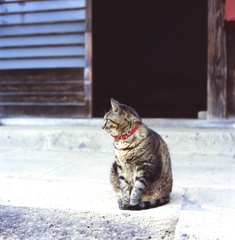 立石寺のネコ　カット２