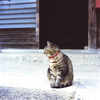 立石寺のネコ　カット２