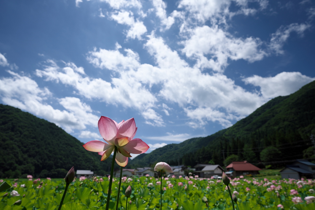 Lotus 2020 その16