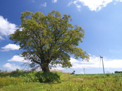 風の高原２００９秋　②