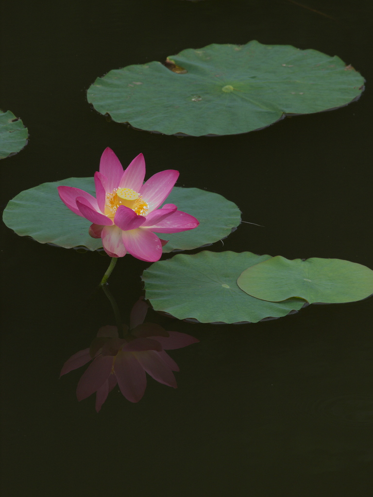 虚像