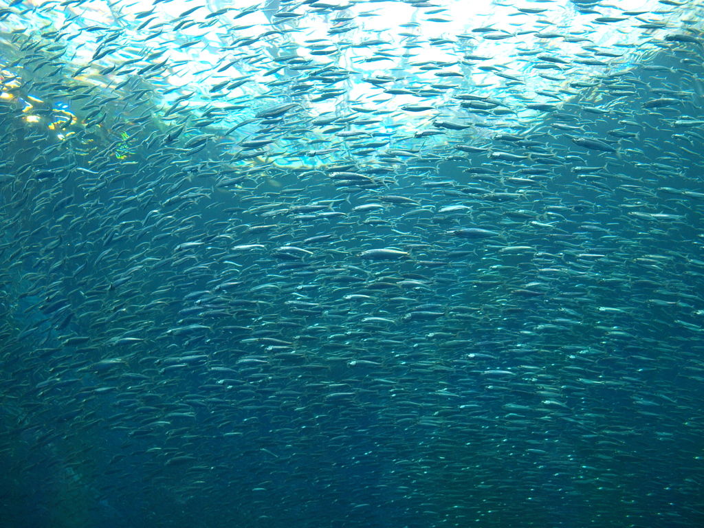 水族館にて
