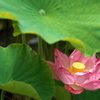 Lotus 2020 VIII