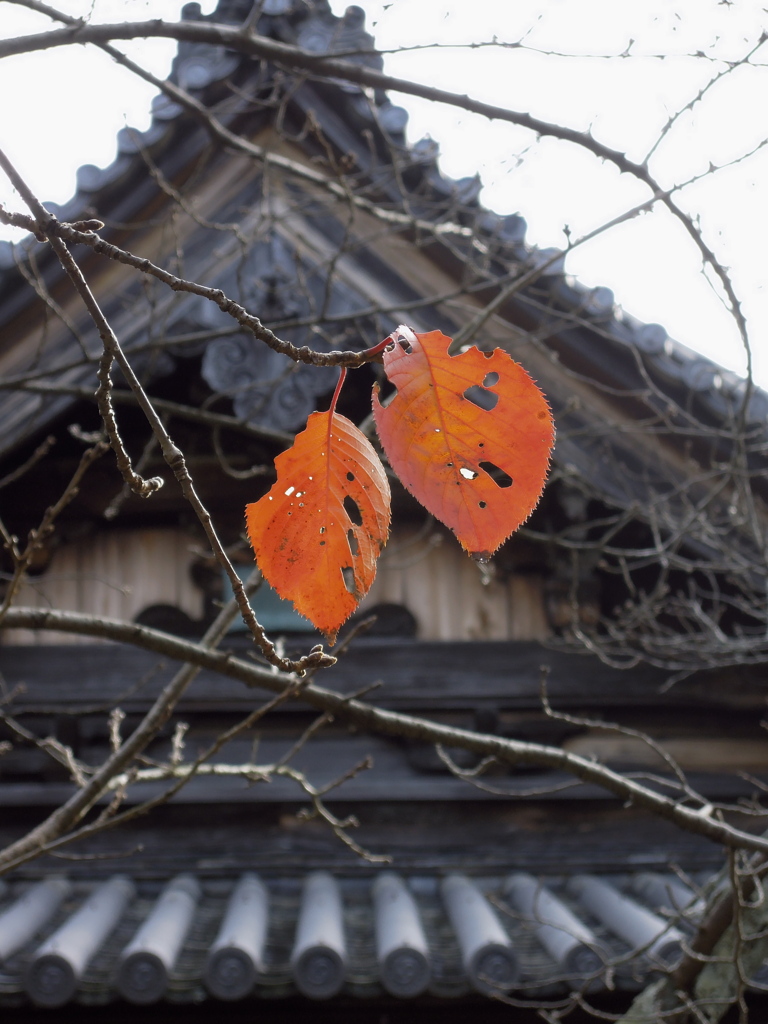 ２０１２京都、秋①
