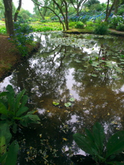 水辺の風景③