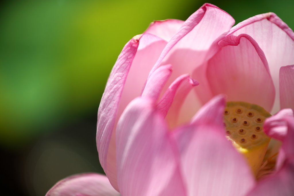 Lotus 2020 その21