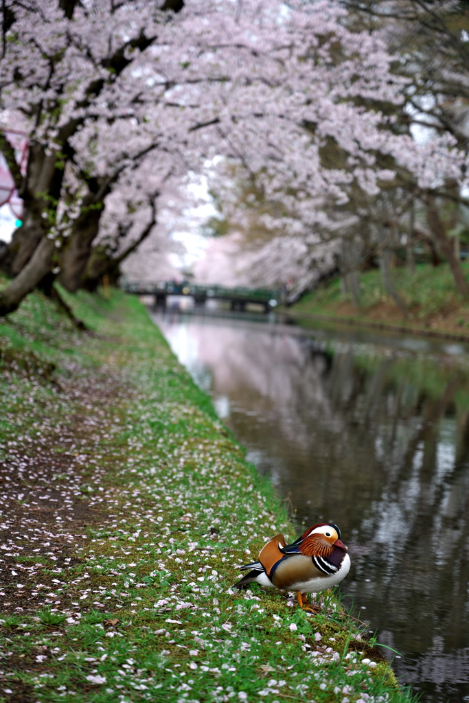 花を愛でる