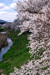 小町さくら回廊　②