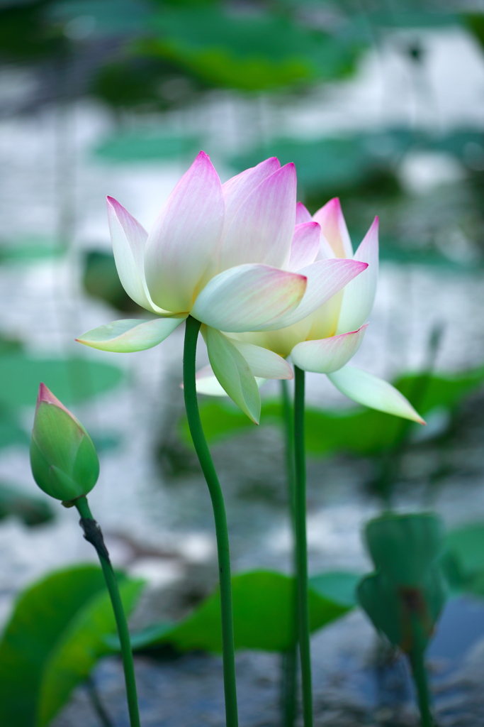 Lotus 2020 その13