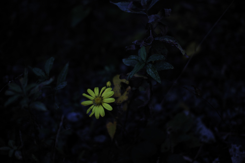 影中花