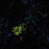 影中花